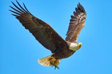 AIGLE