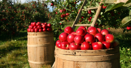 Raconte la vie d'une pomme !