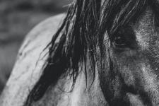 Ecurie Kevyn Thonnerieux : Résultats partants vendredi à Toulouse
