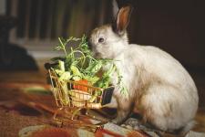 L'alimentation, le défi de la semaine