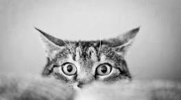 Chat Chat