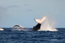 Swimming with Whales / Nager avec les Baleines