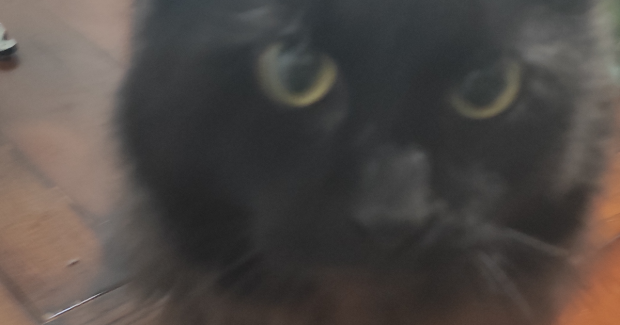 Il re dei gatti .3
