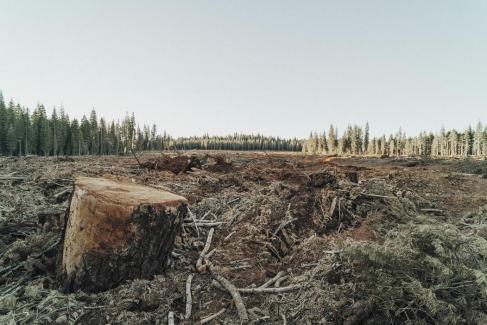 La déforestation impunie !