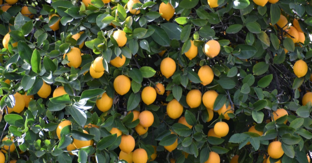 Citronneraie