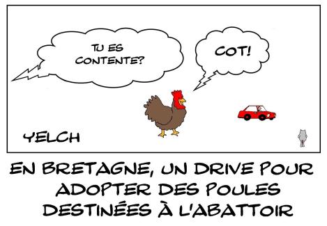 Drive pour adopter des poules