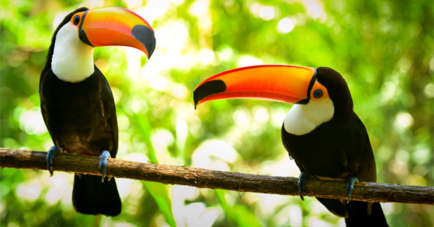 Deux oiseaux qui s’aiment 