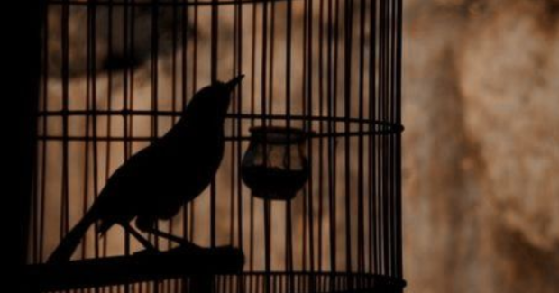 5.L'oiseau vert-de-gris