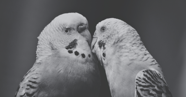Le baiser de Giselle et Fabien