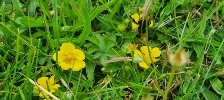 Les enfants fleurs