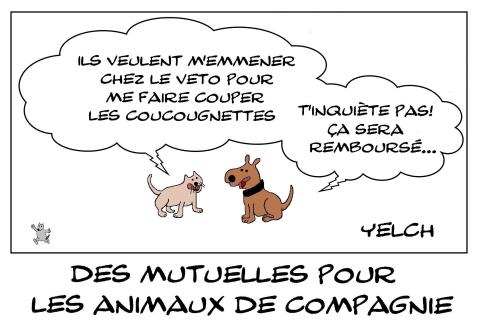 Mutuelles pour animaux de compagnie
