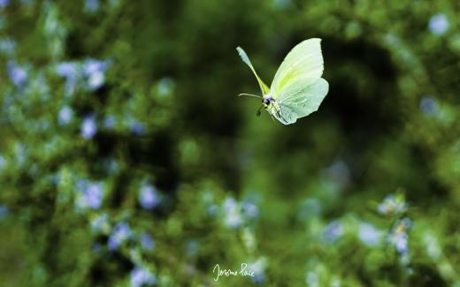 Souviens-toi...