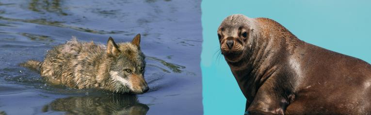 LOUP-PHOQUE