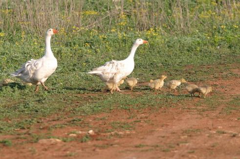 Rural tourism