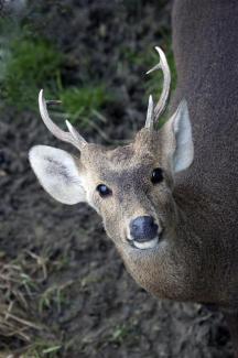 Piège à loups - Conseils pour survivre aux prédateurs 
Un livre écrit par des victimes... pour celles d'après