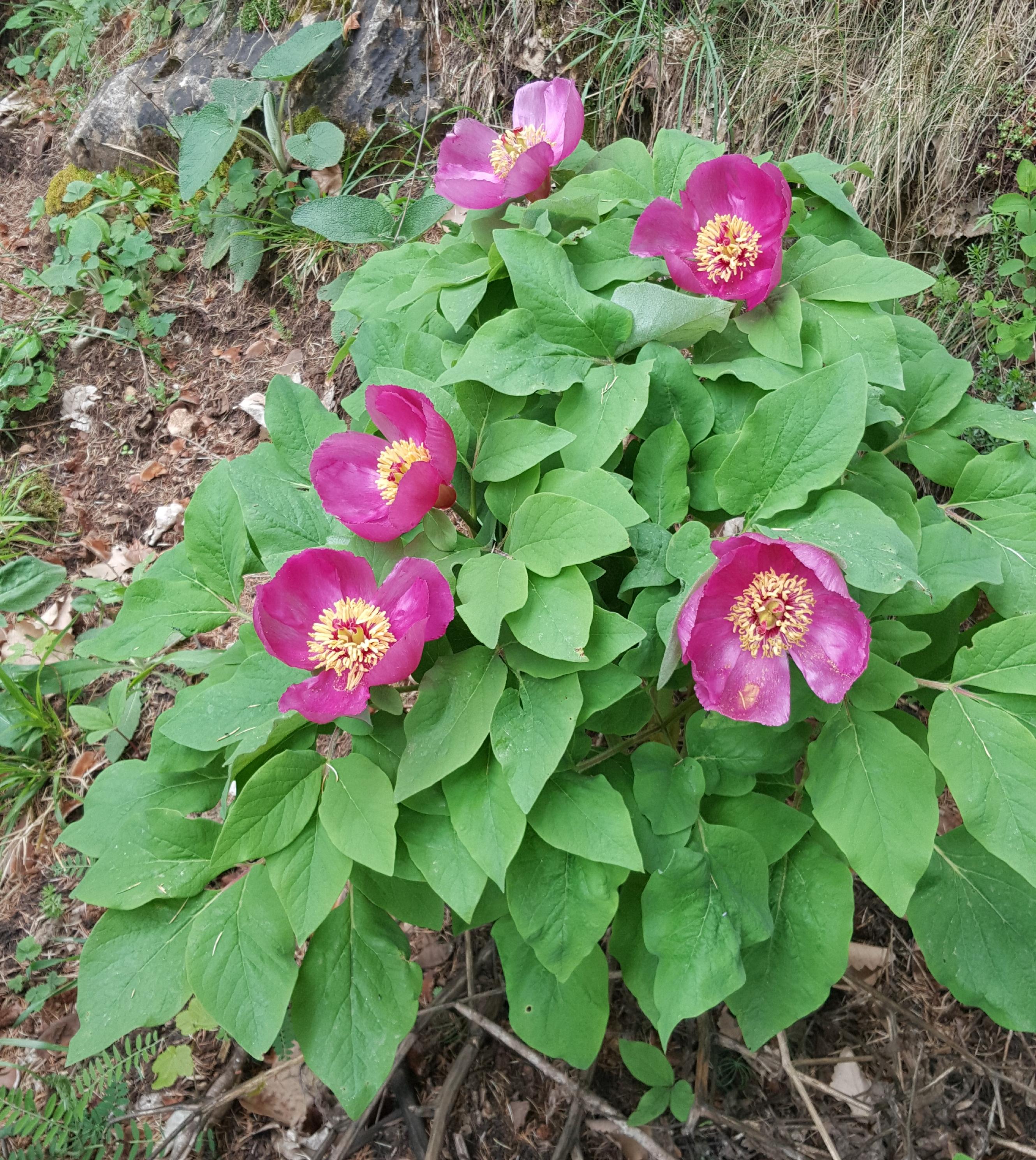La pivoine kabyle