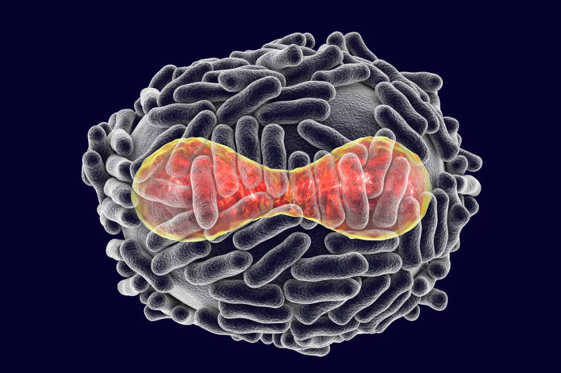 Sur la variole du singe, pustulons pour un vaccin !