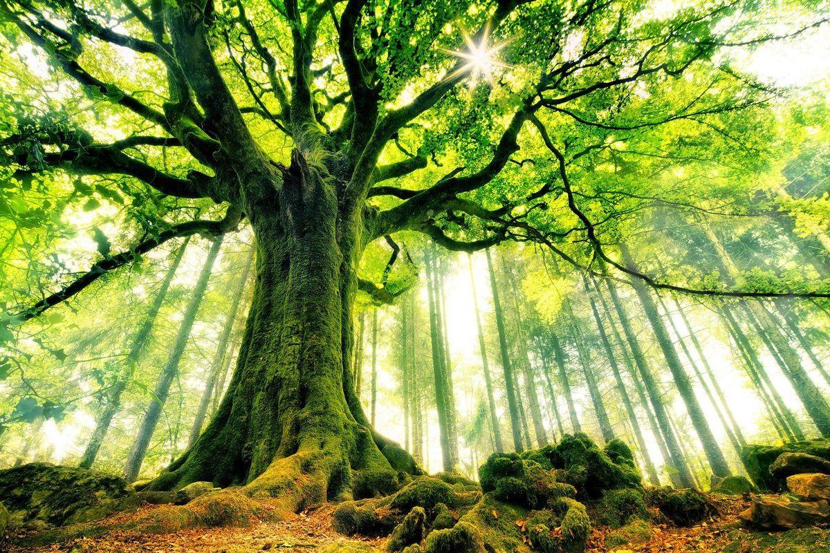 Les bienfaits avérés de la forêt ? Késaco ?