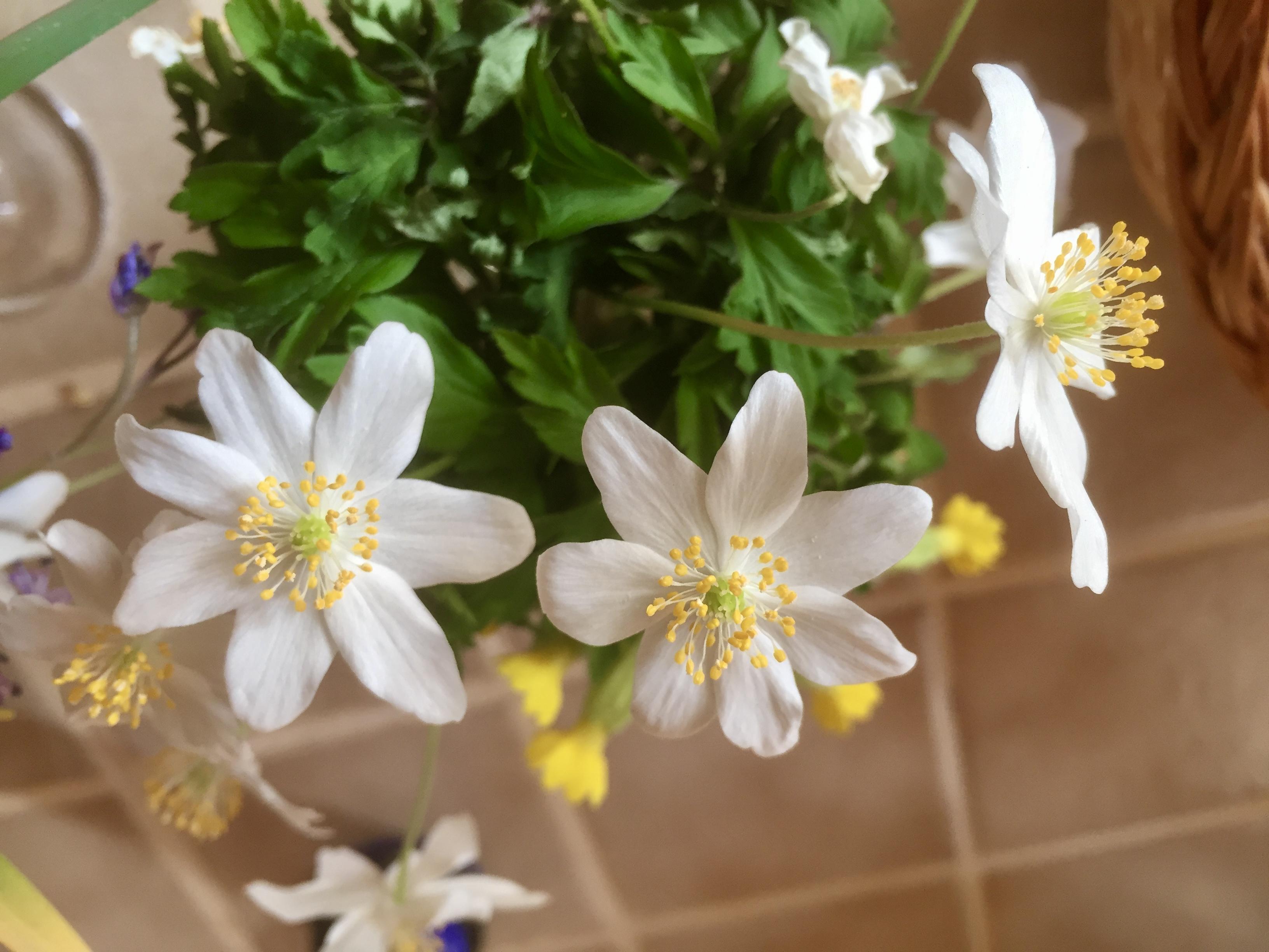 Le jardin du 19 Mars