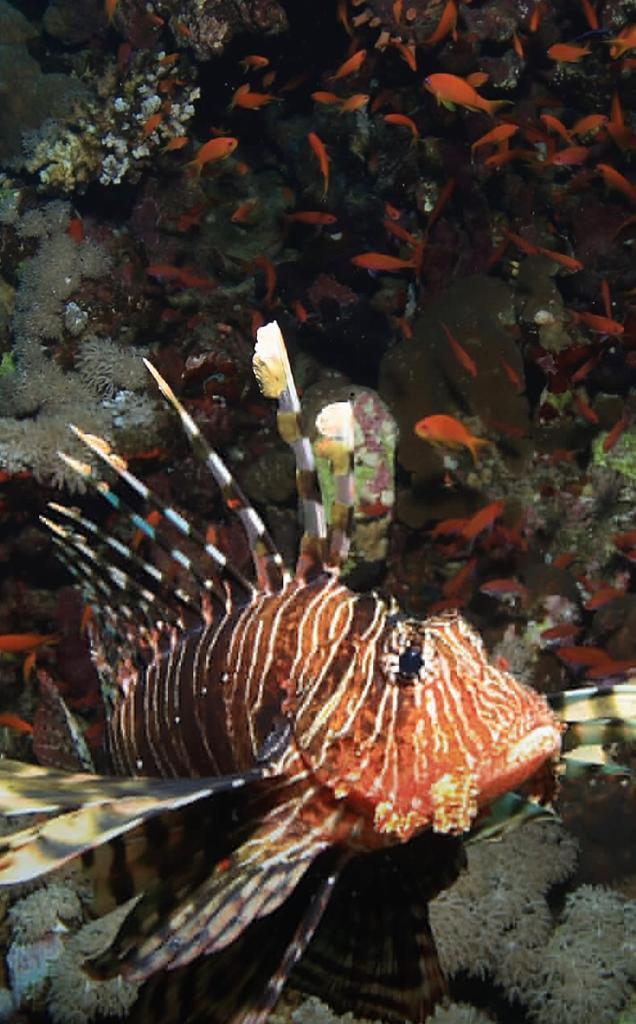 Le poisson lion et le système
