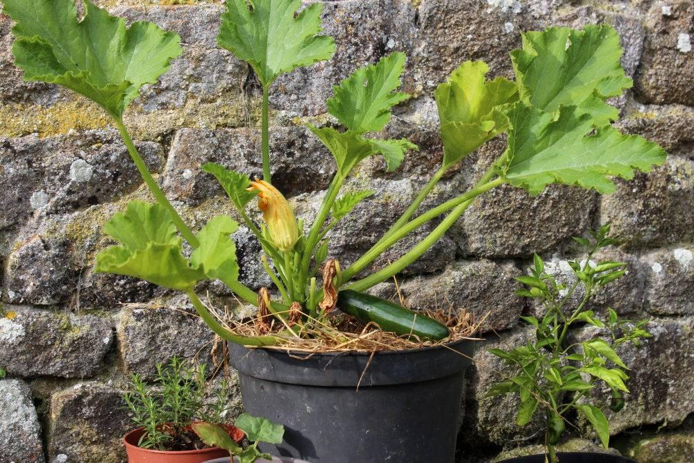 De la vie d'un Cornichon