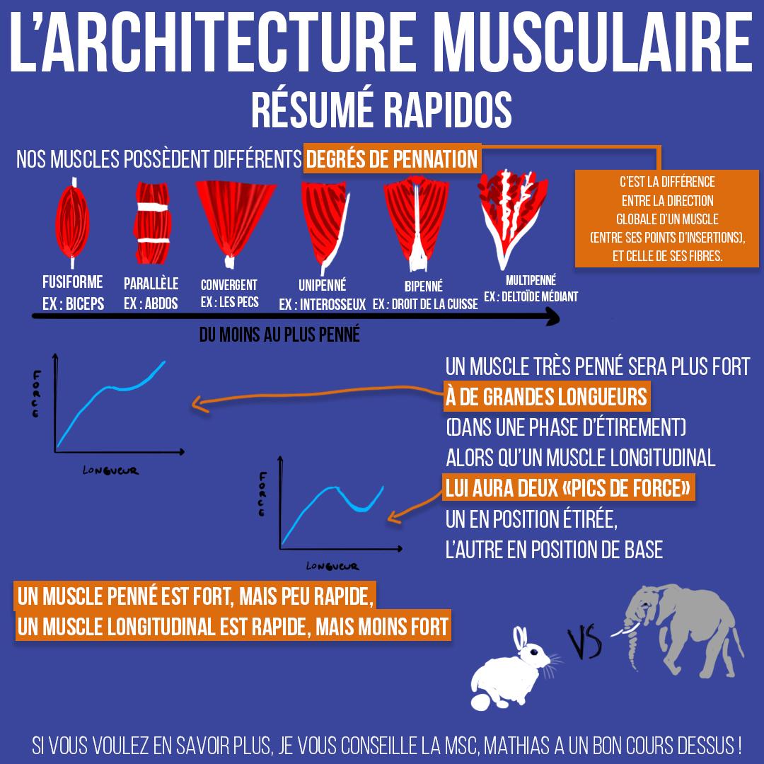 L'architecture musculaire résumé rapidos