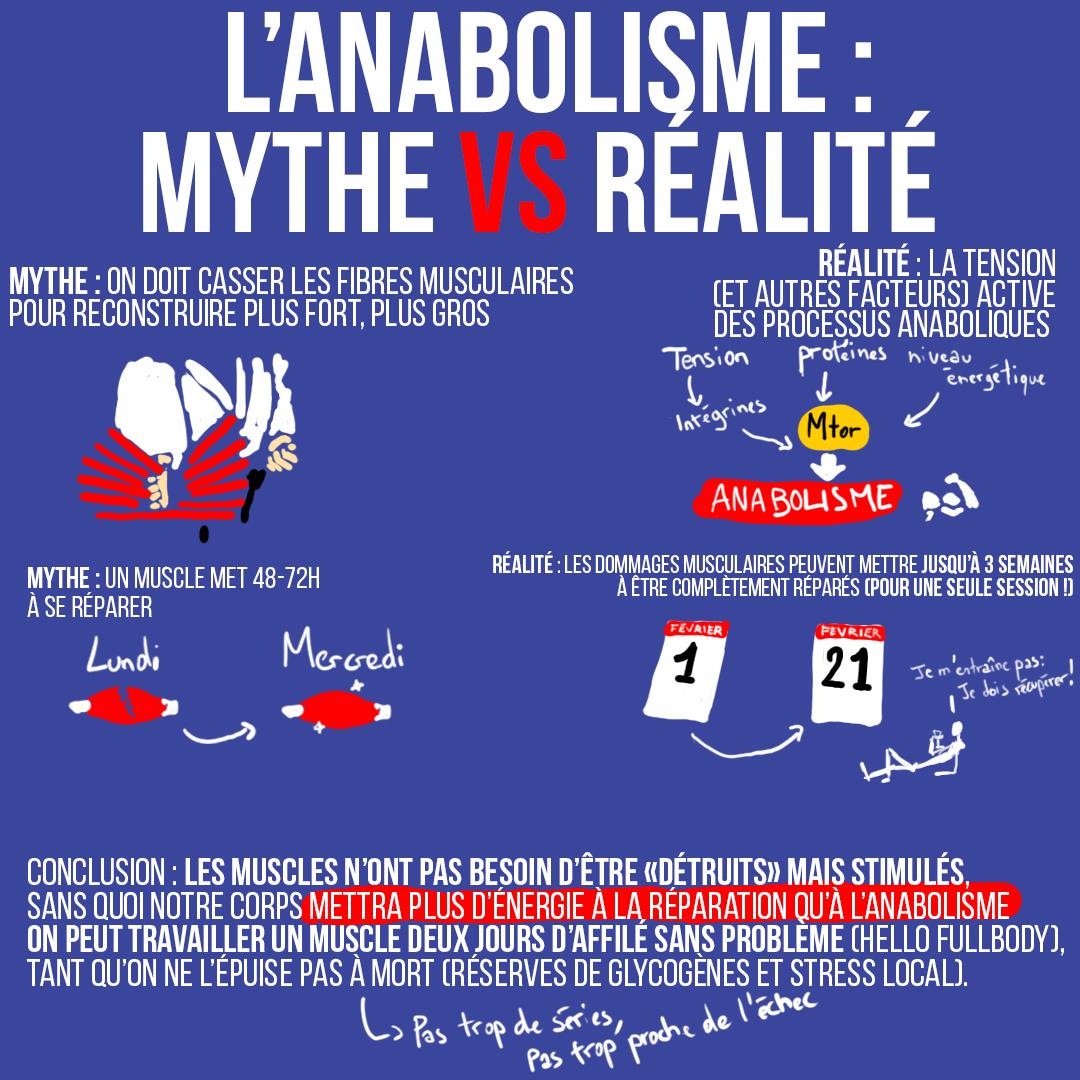 L'anabolisme : mythe vs réalité