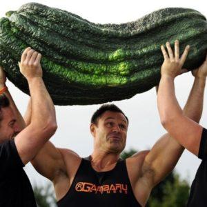 Le cornichon français reprend de la couleur