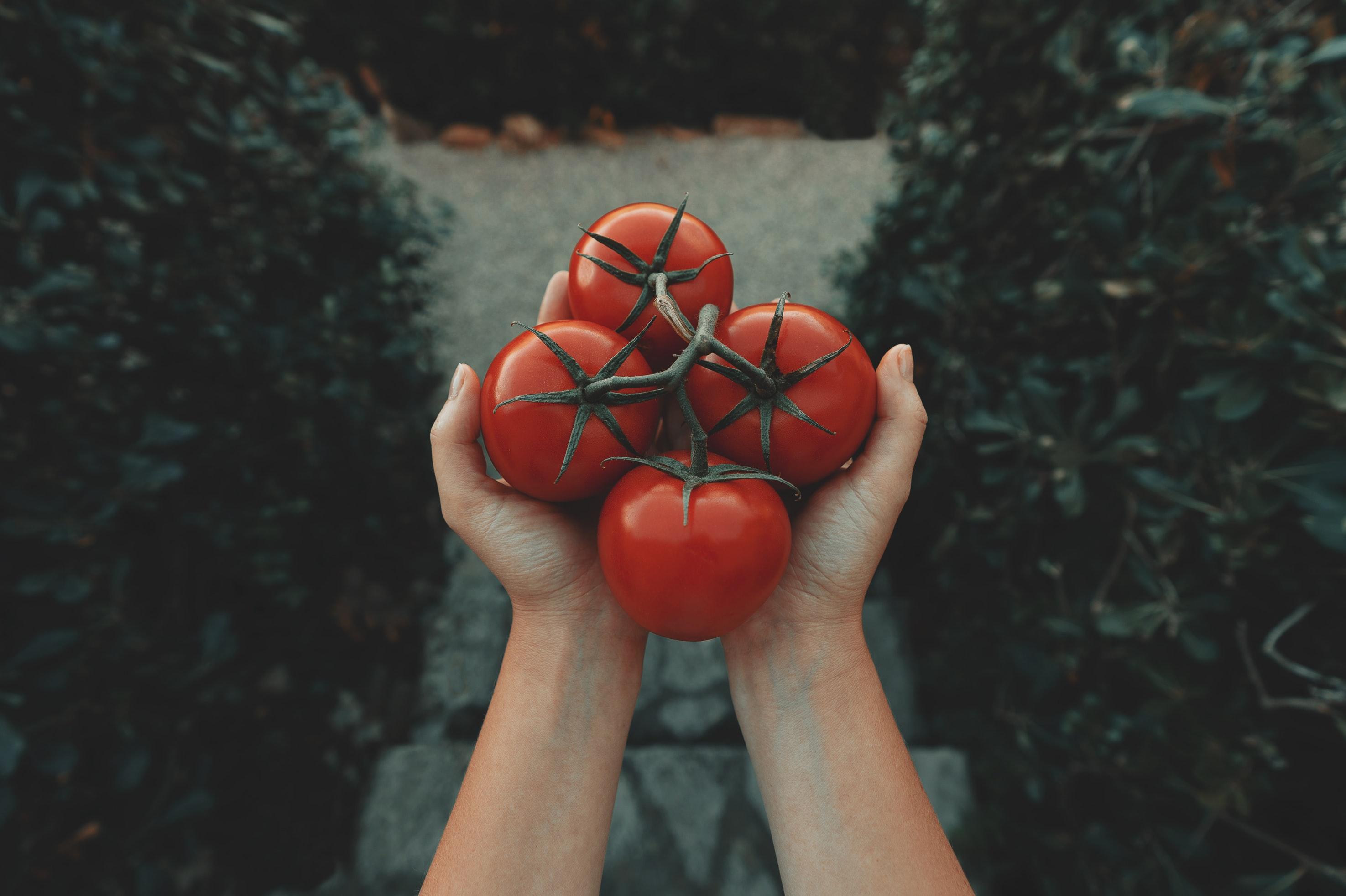 Clafoutis tomates, épinards et feta