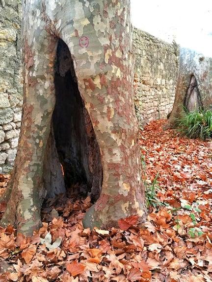 Toi mon arbre