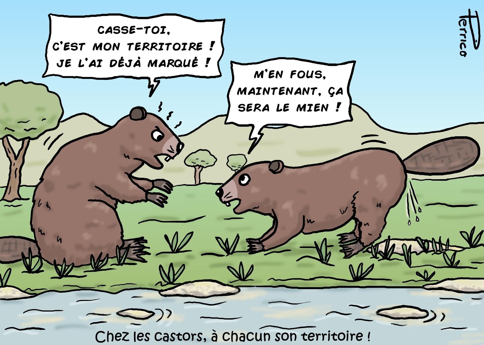 un castor qui marque son territoire