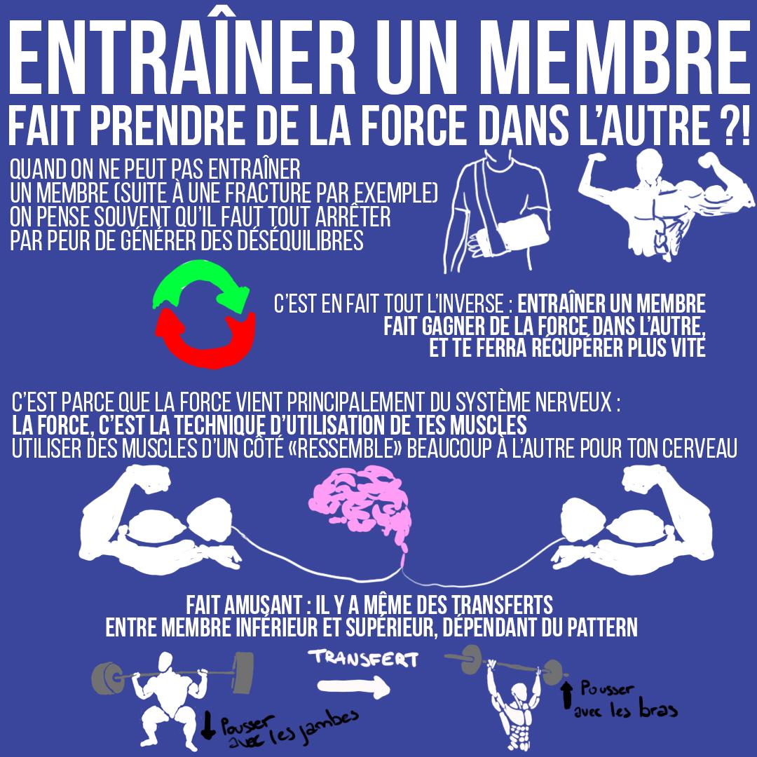Entraîner un membre fait prendre de la force dans l'autre ?!