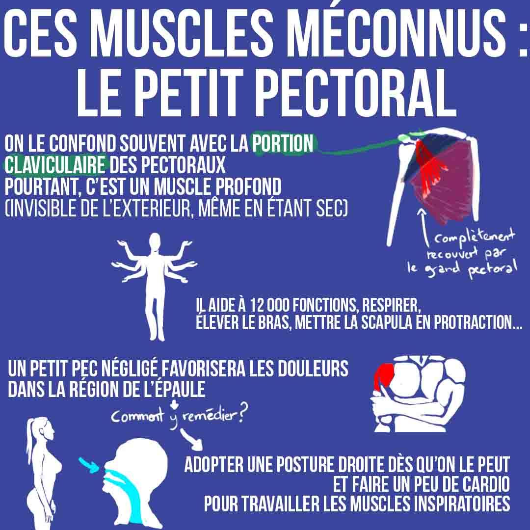 Ces muscles méconnus : le petit pectoral