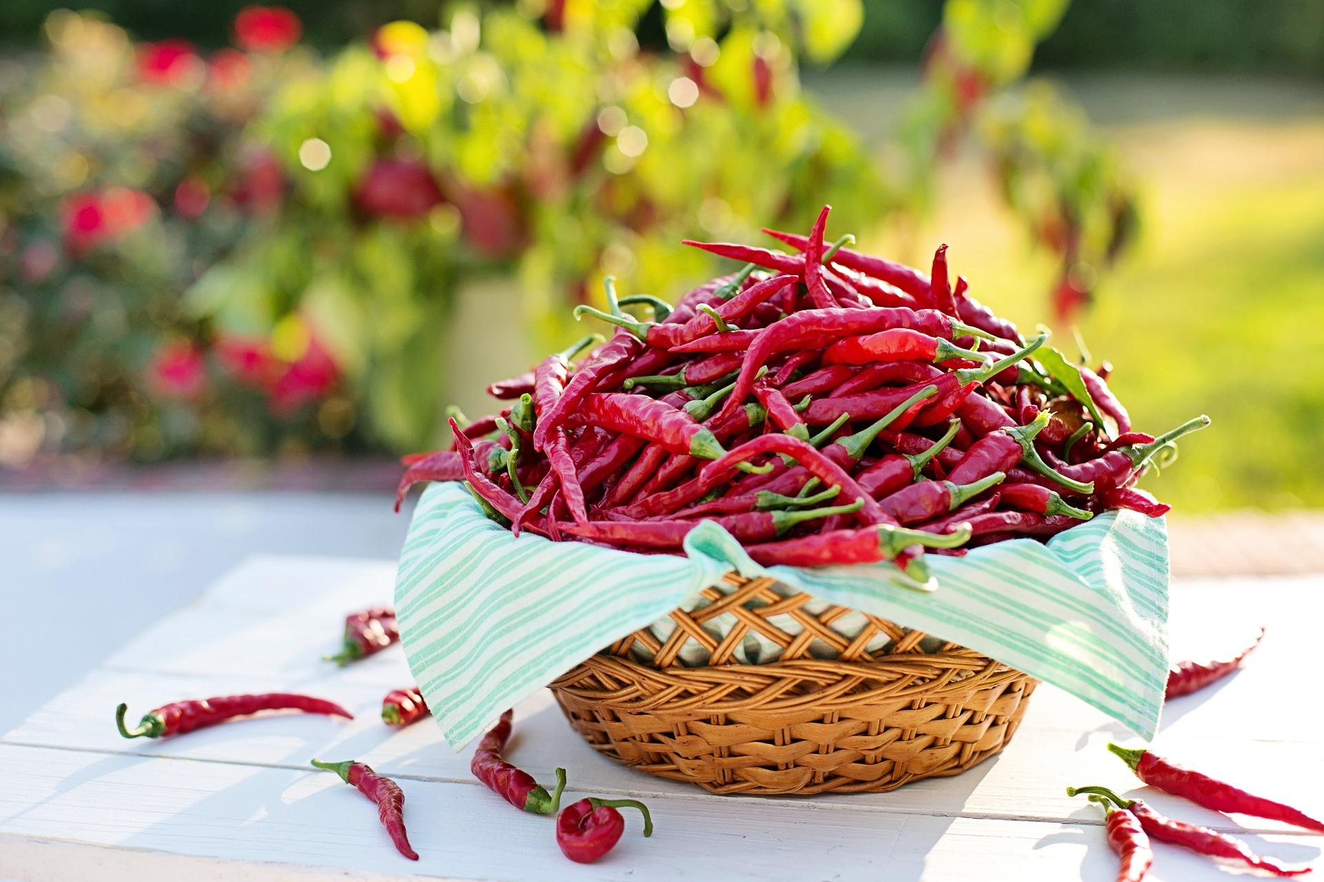 PLUS PRÈS DE NOS ANCÊTRES,GRÂCE AU PIMENT DE BRESSE
