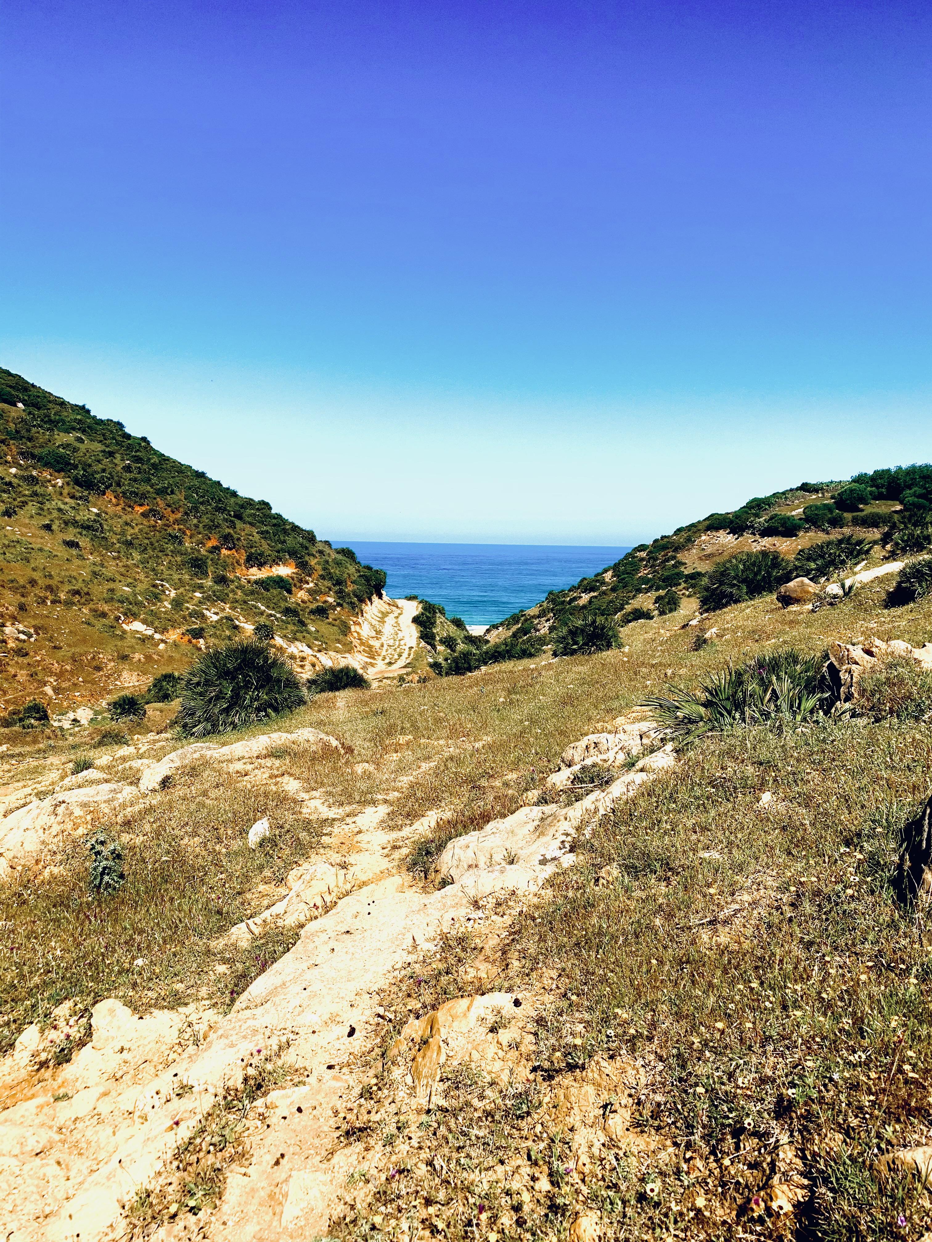 Bois de santal