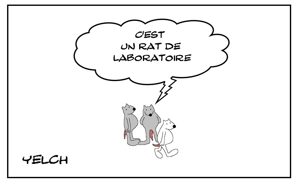 Rat de laboratoire