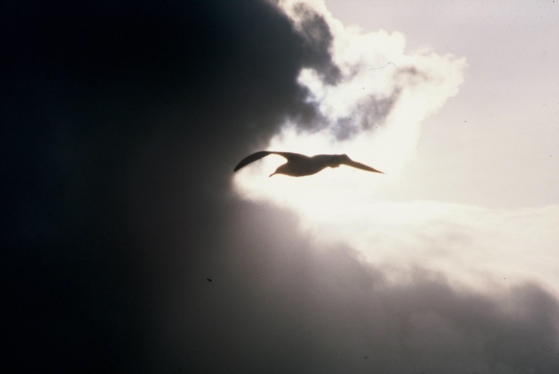 La revanche de l’albatros
