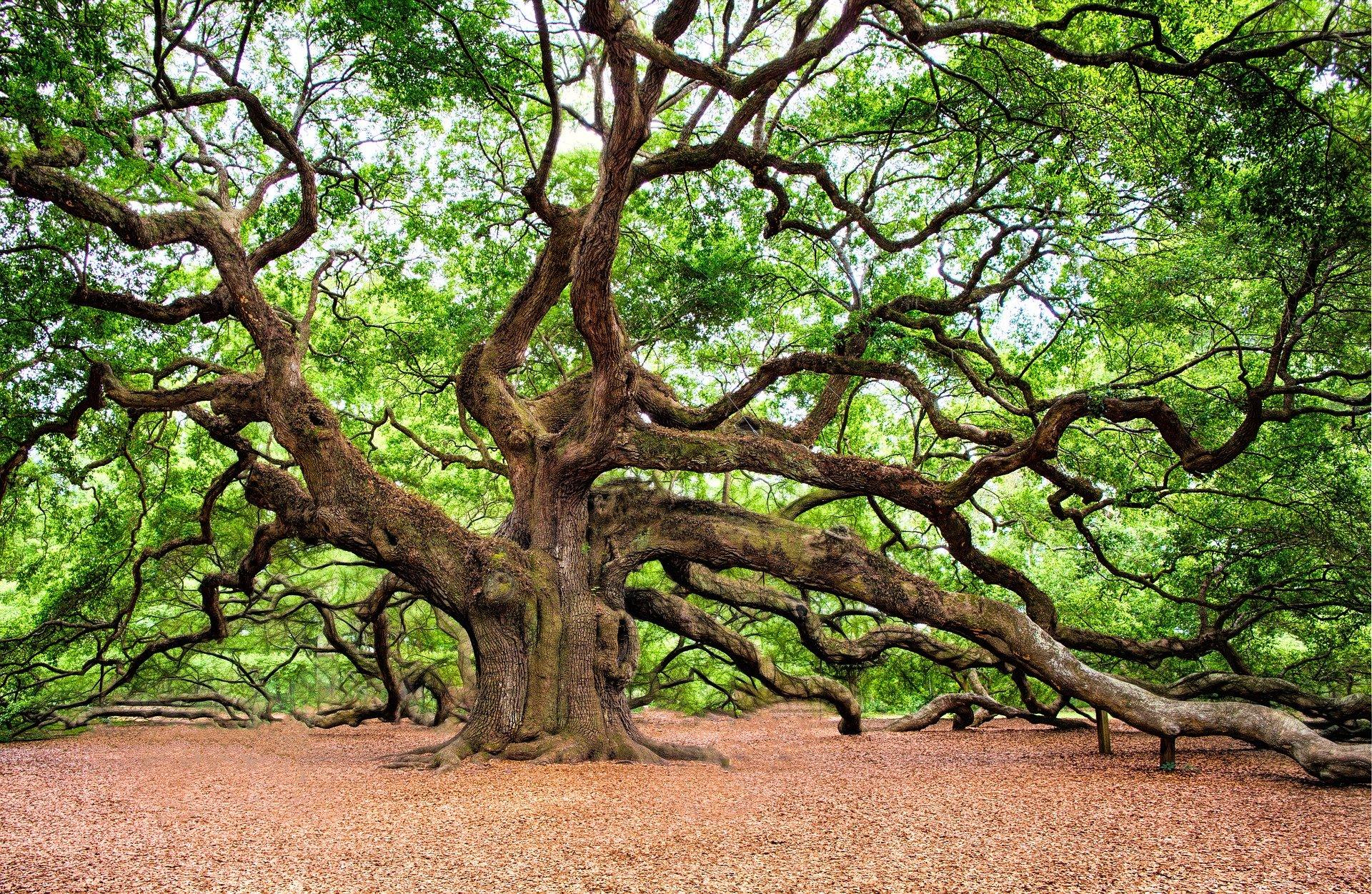 Thème = Nature rythmée