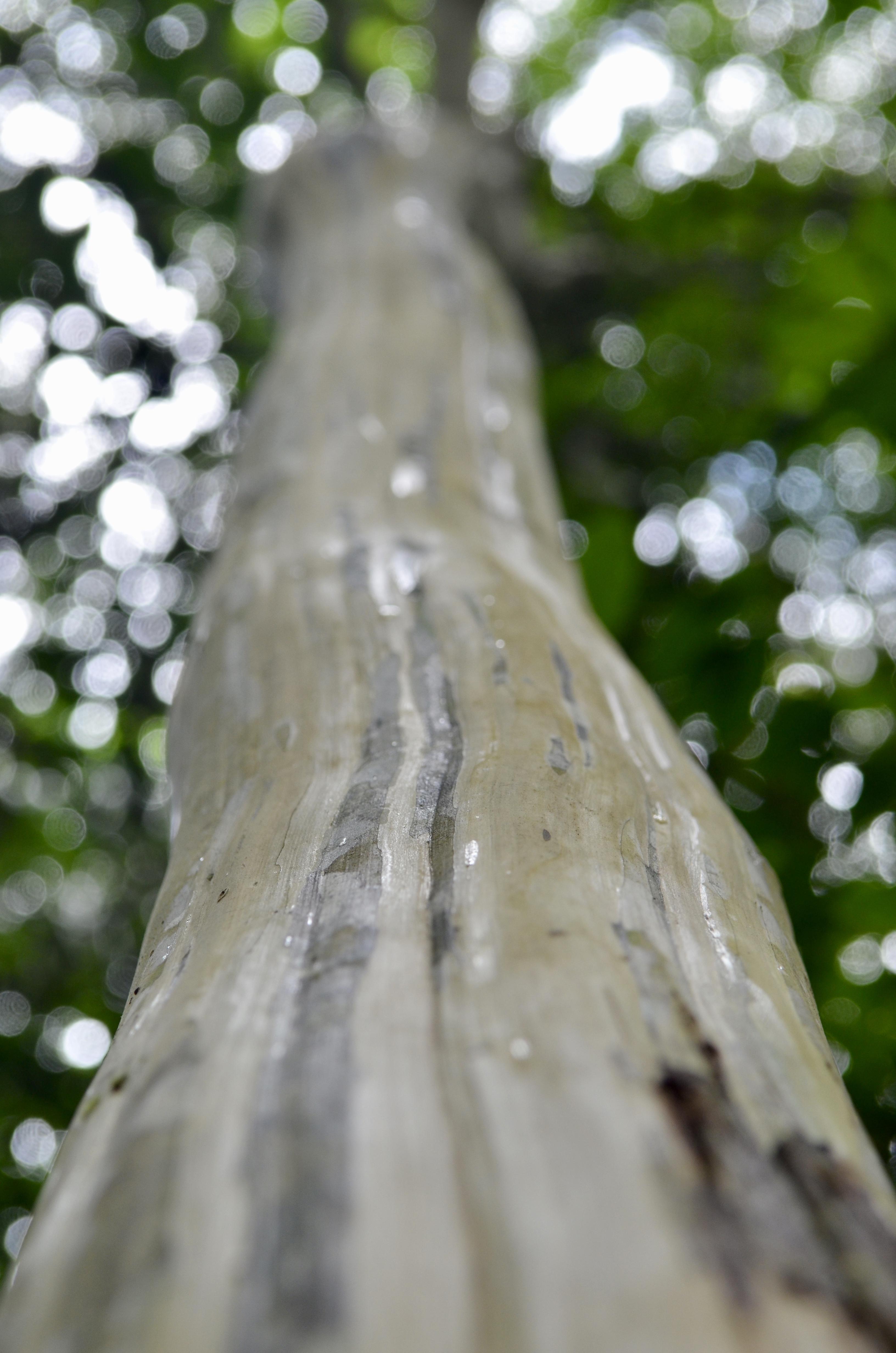 Arbres, Racines et vieilles Branches