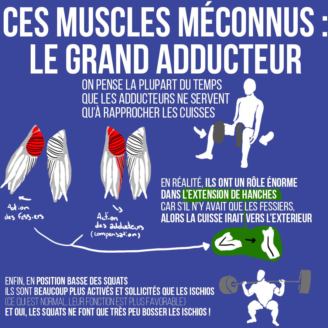 Ces muscles méconnus : le grand adducteur