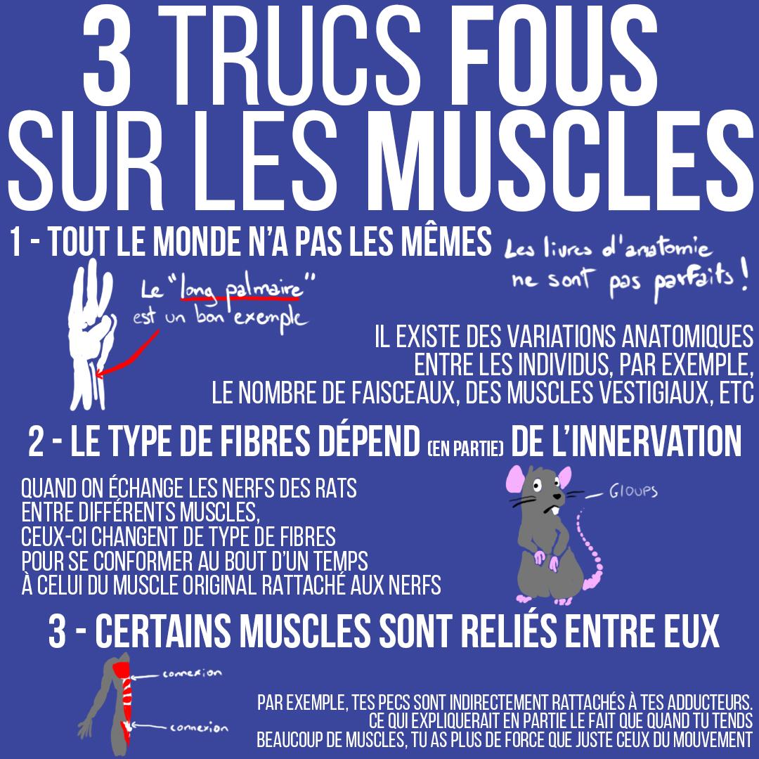 3 trucs fous sur les muscles