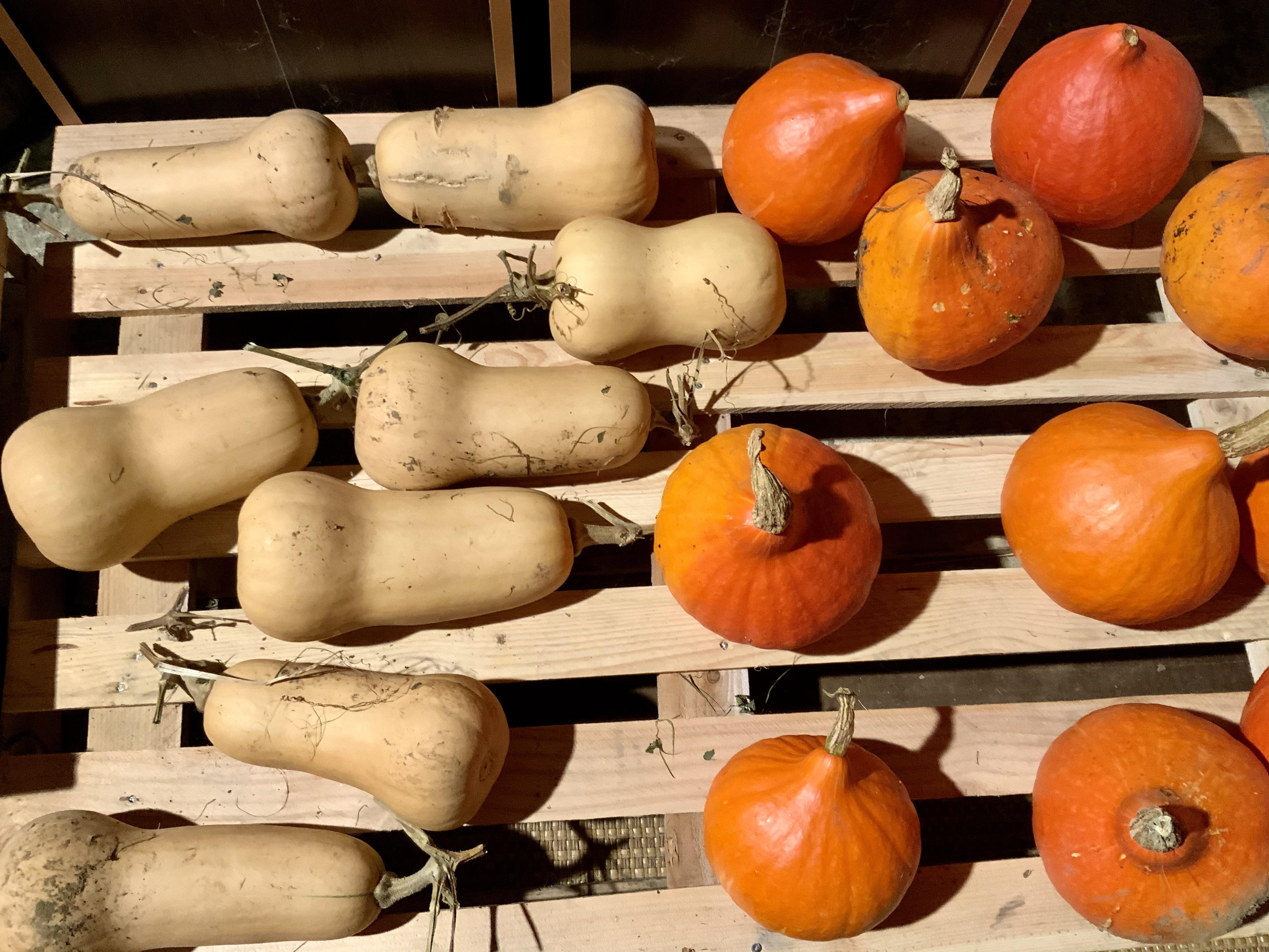 Le jardin gourmand du 16 Novembre