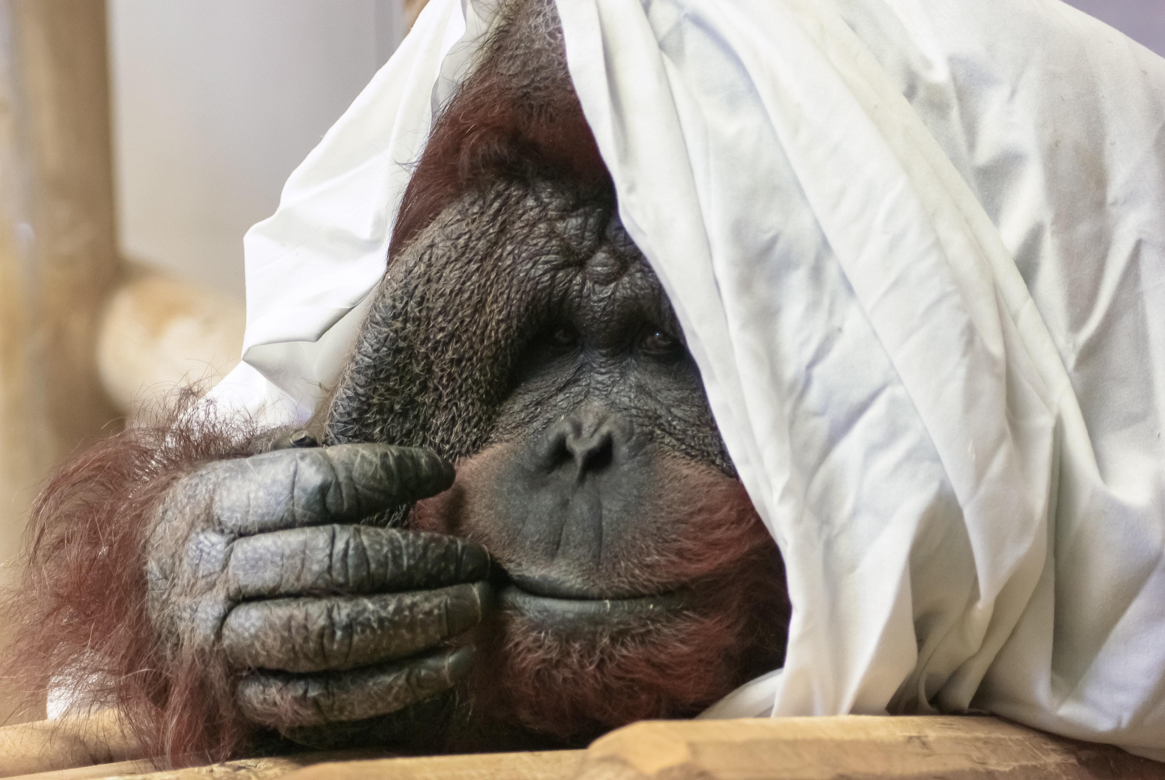Inspirant ! Ils sauvent les derniers orangs-outans