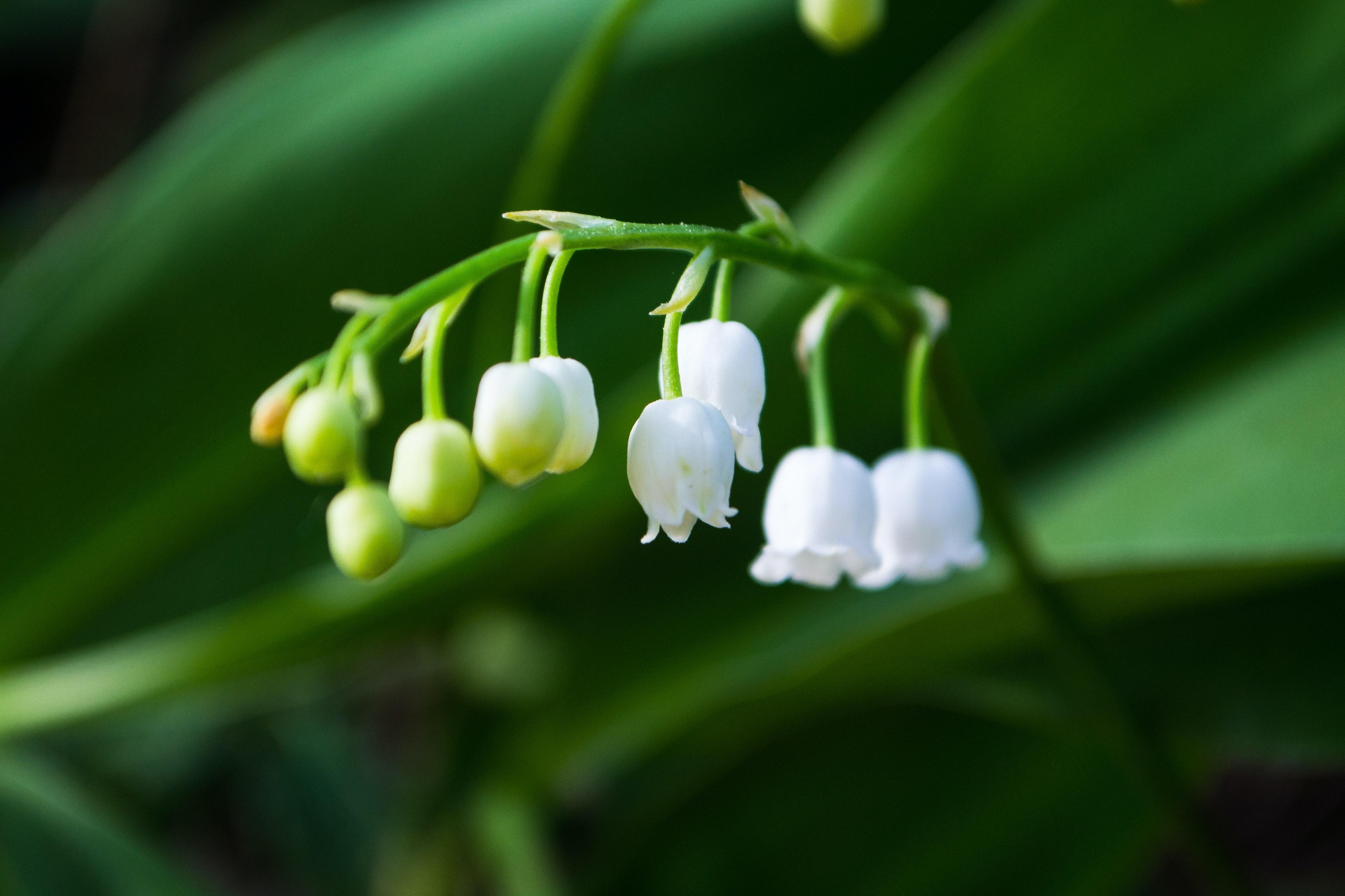 Plantum. Соцветие ландыша. Цветы Ландыши. Картинки на рабочий стол Ландыши.