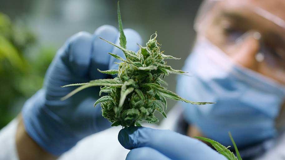 Le cannabis et la journée du cannabis : Le Cannabis Day