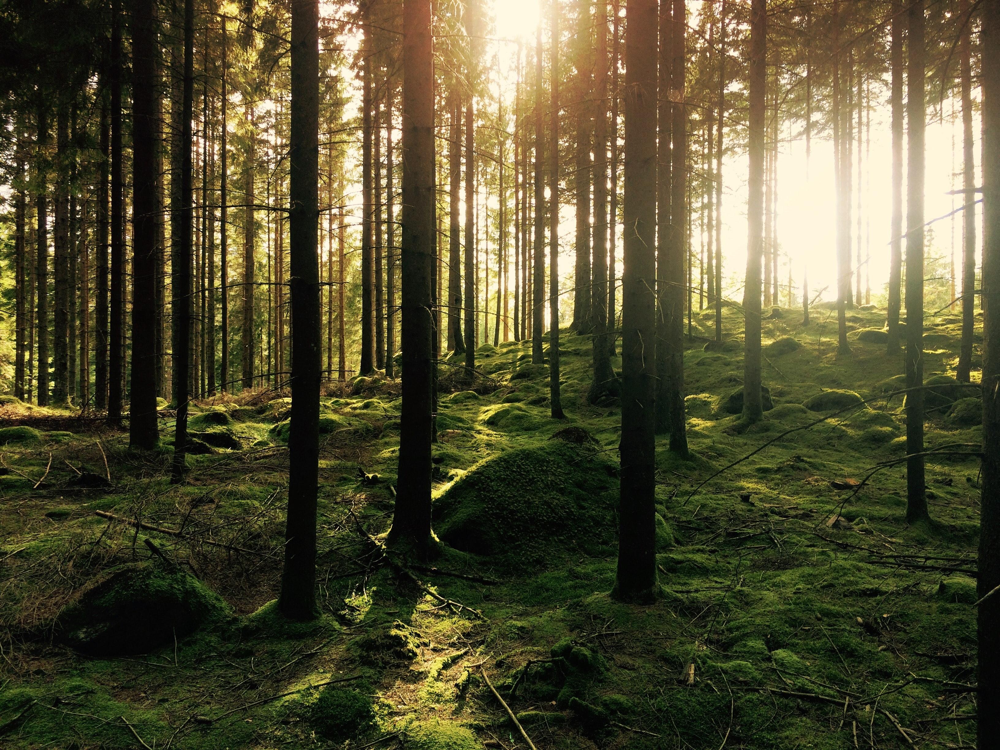Un débat inédit pour la journée internationale des forêts à Montner