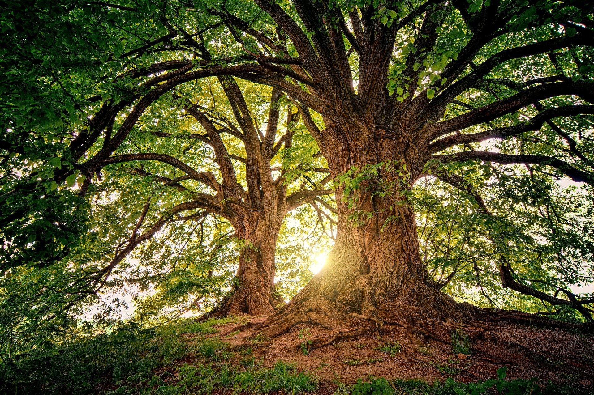 Au pied de mon arbre