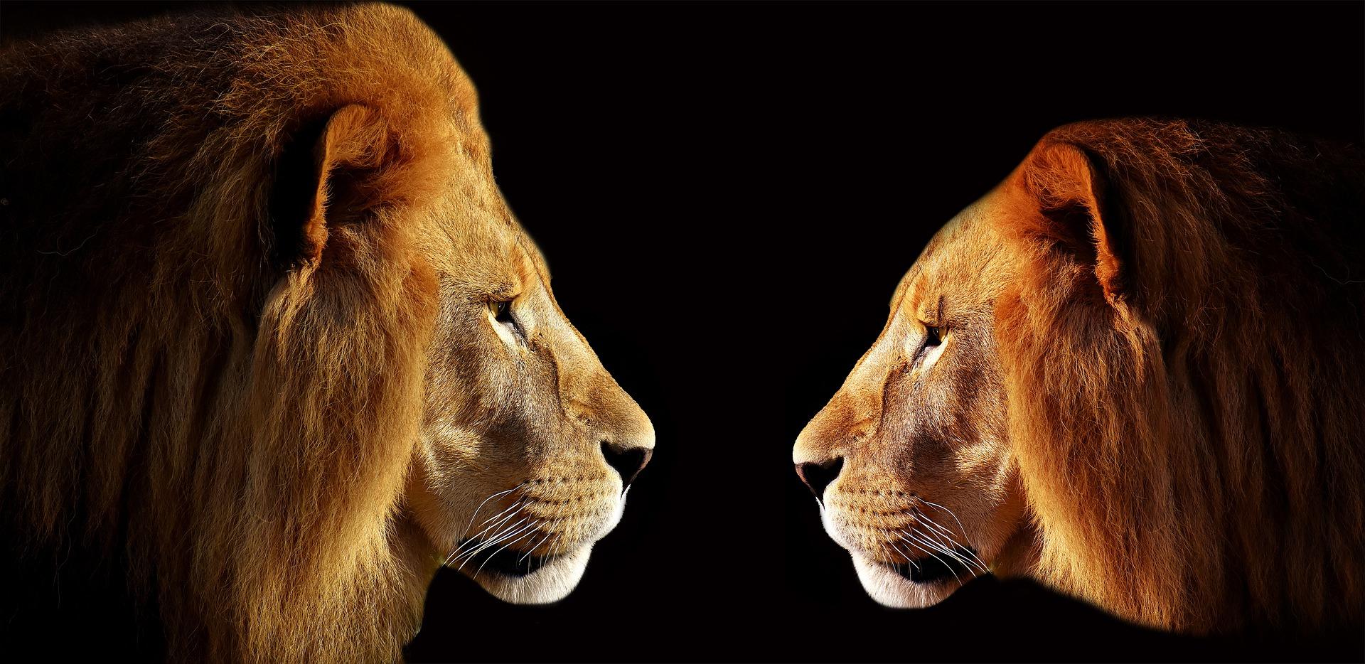 Episode 69 : Le lion est mort