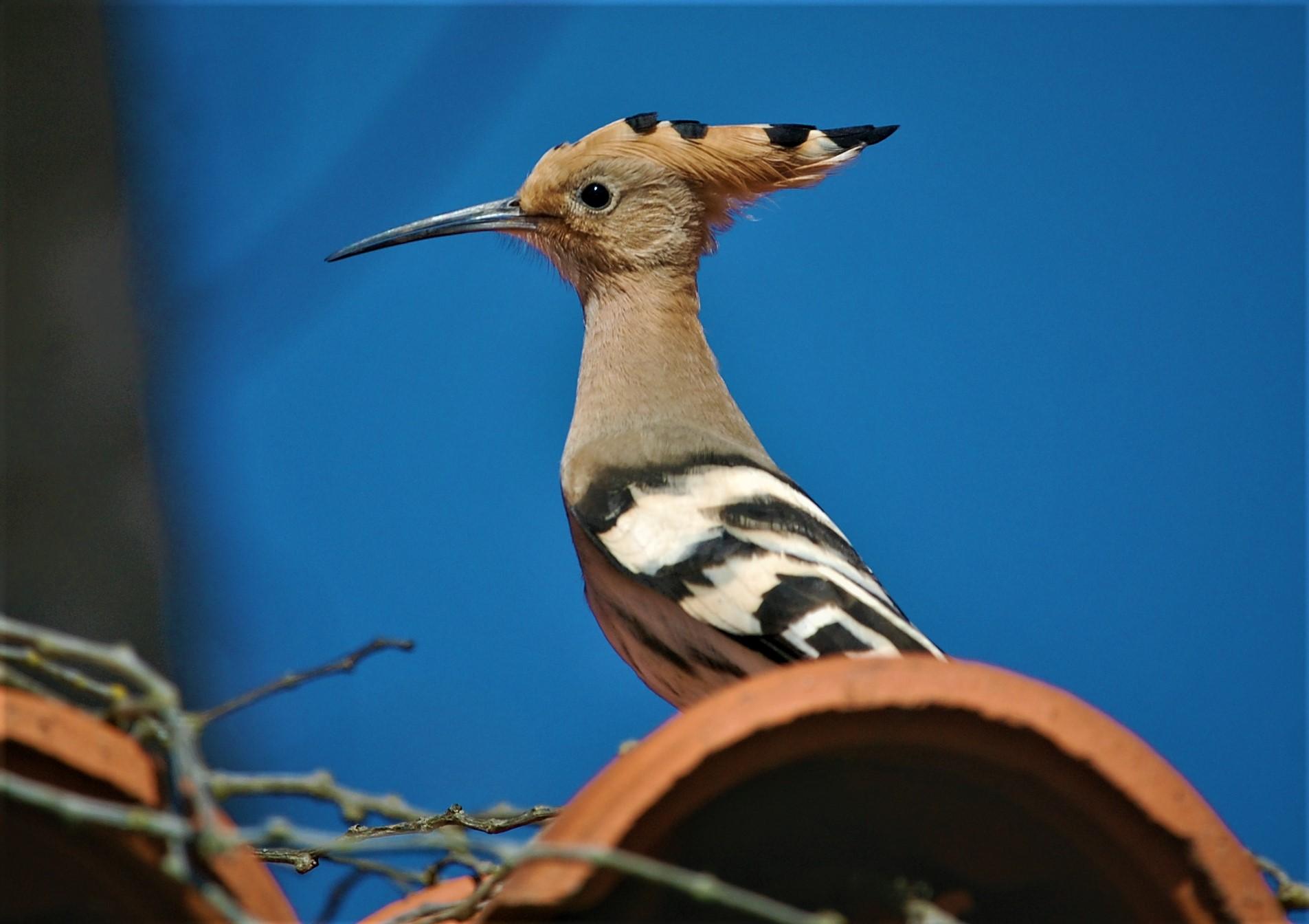 Les oiseaux migrateurs et le confinement