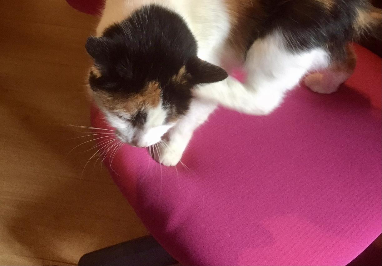 Parole de chat 2